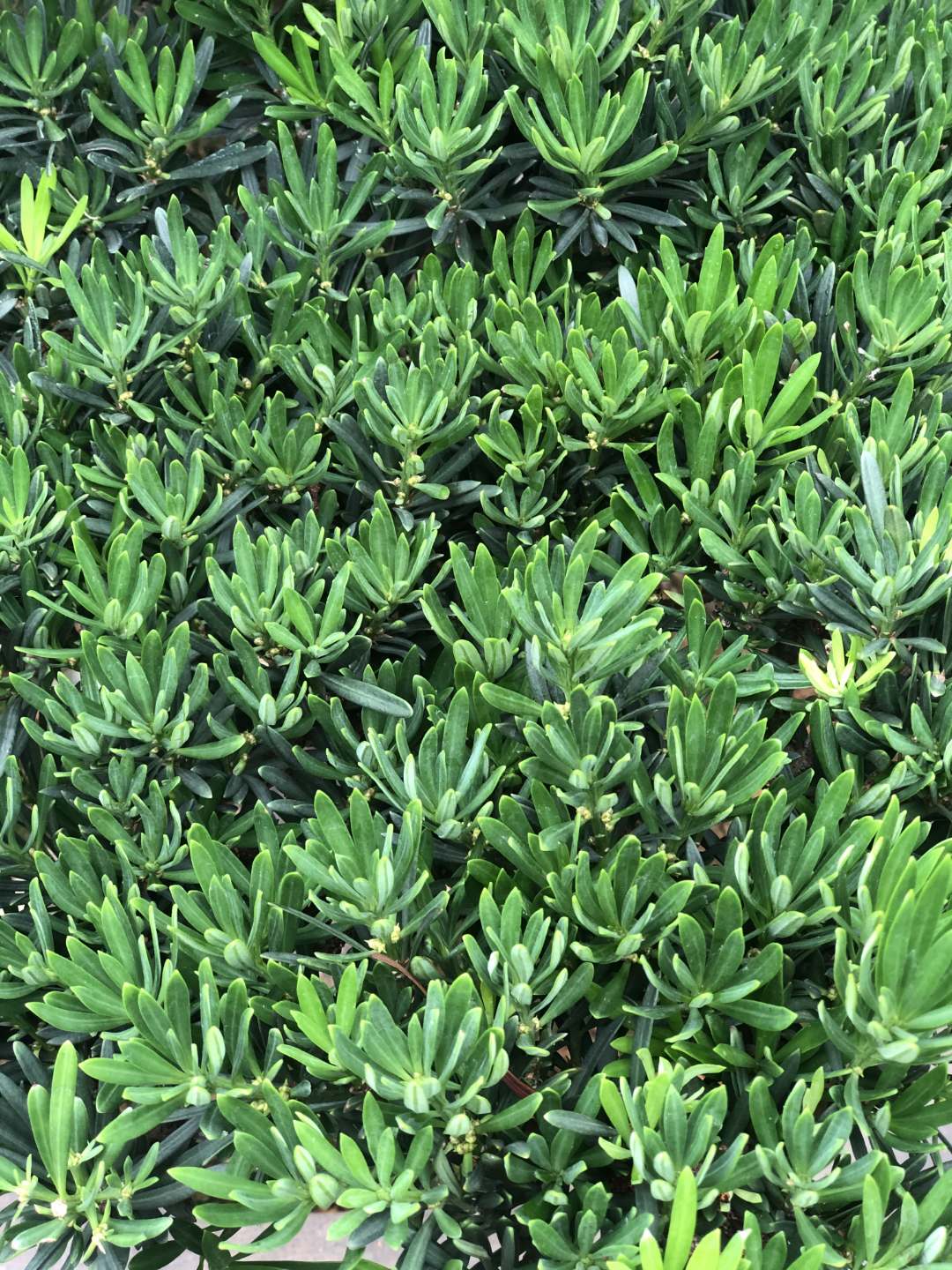 园艺小周 绿植盆景 规格齐全 造型优美