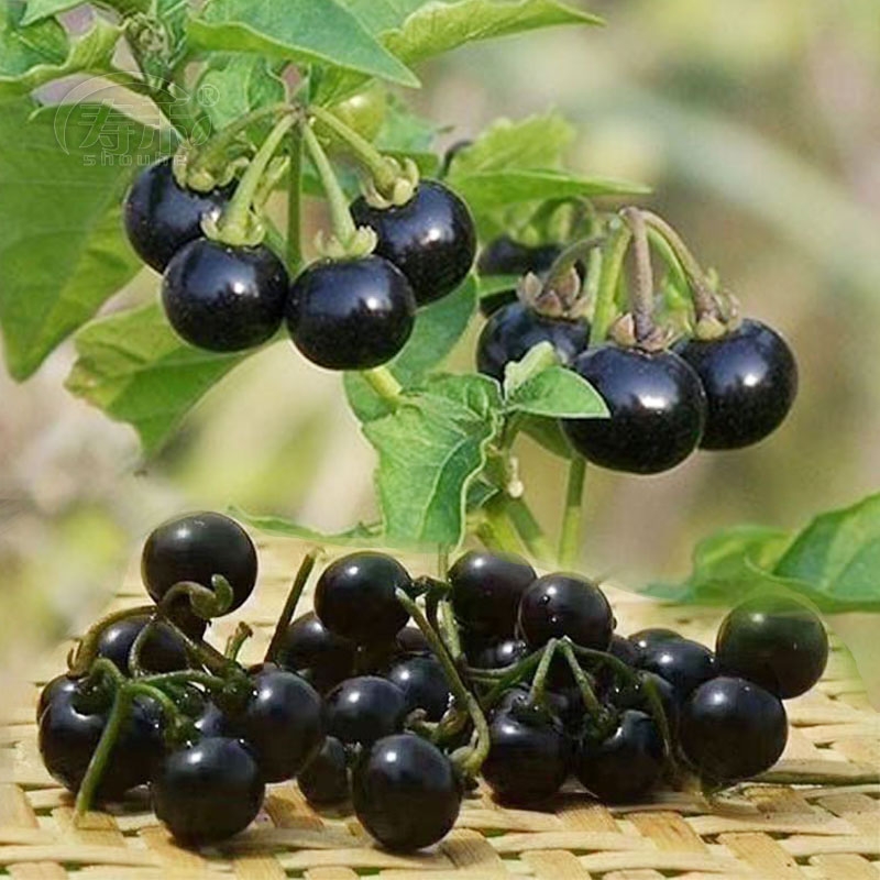 龙葵种子黑天天黑星星悠悠水果白花菜野果韭菜蔬菜韭菜根苗