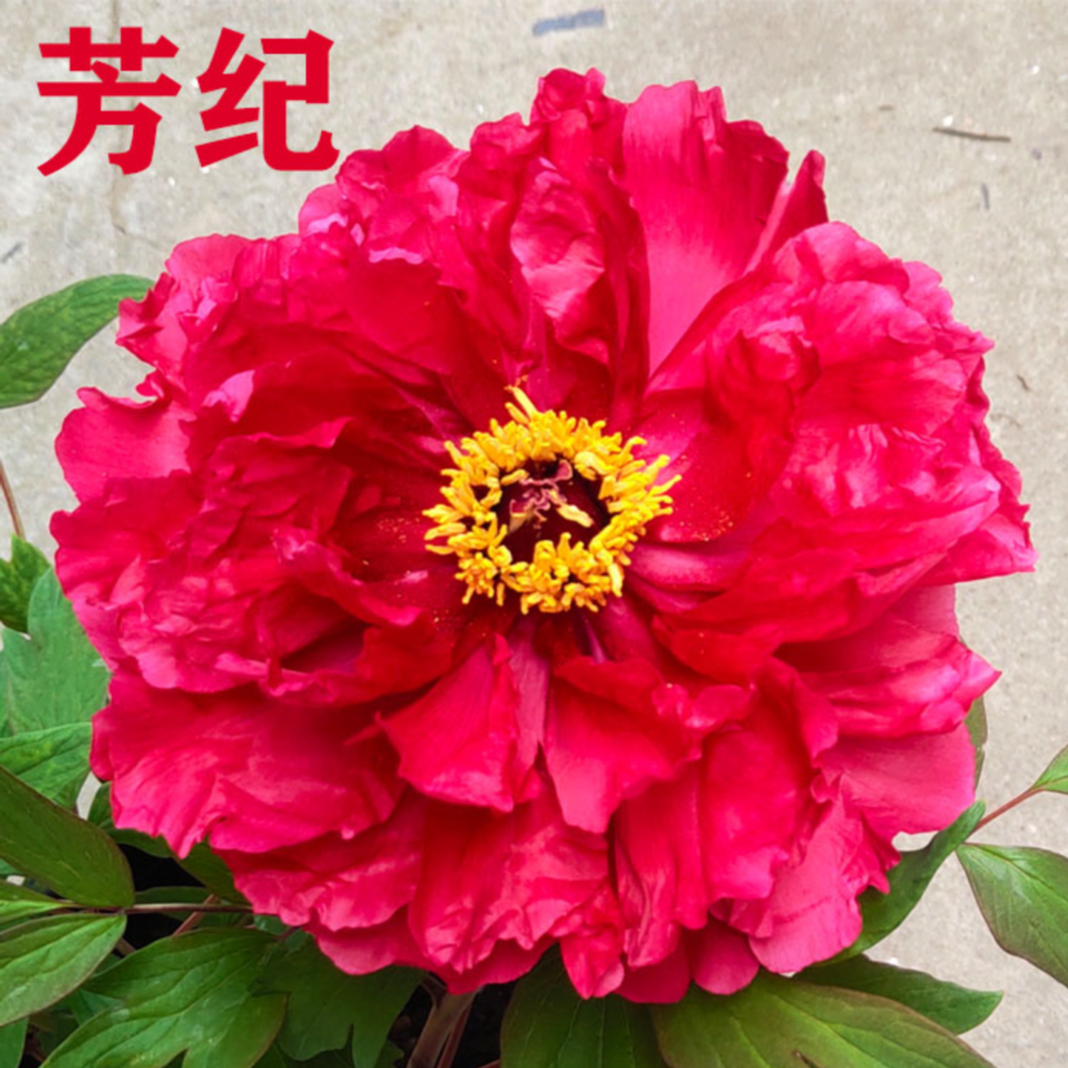 洛阳观赏牡丹进口品种芳纪大红色中国红重瓣大花包对版盆栽地栽