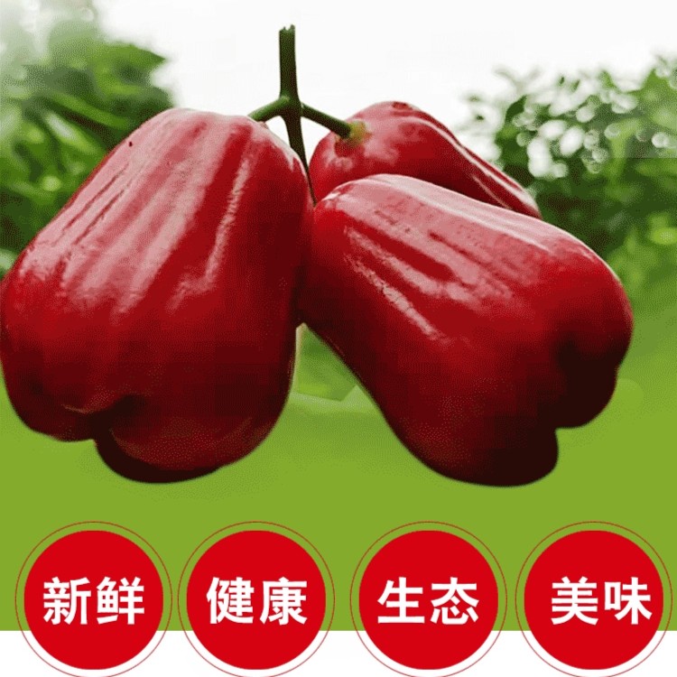 【小包包】空运黑金刚冰糖莲雾 新鲜水分足 礼盒装多汁净重3斤