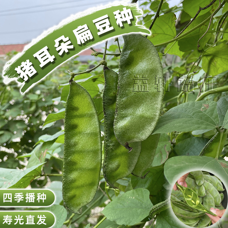 大肉绿眉豆猪耳朵扁豆种子种籽南方四季豆角梅豆角梅豆孑架豆菜豆