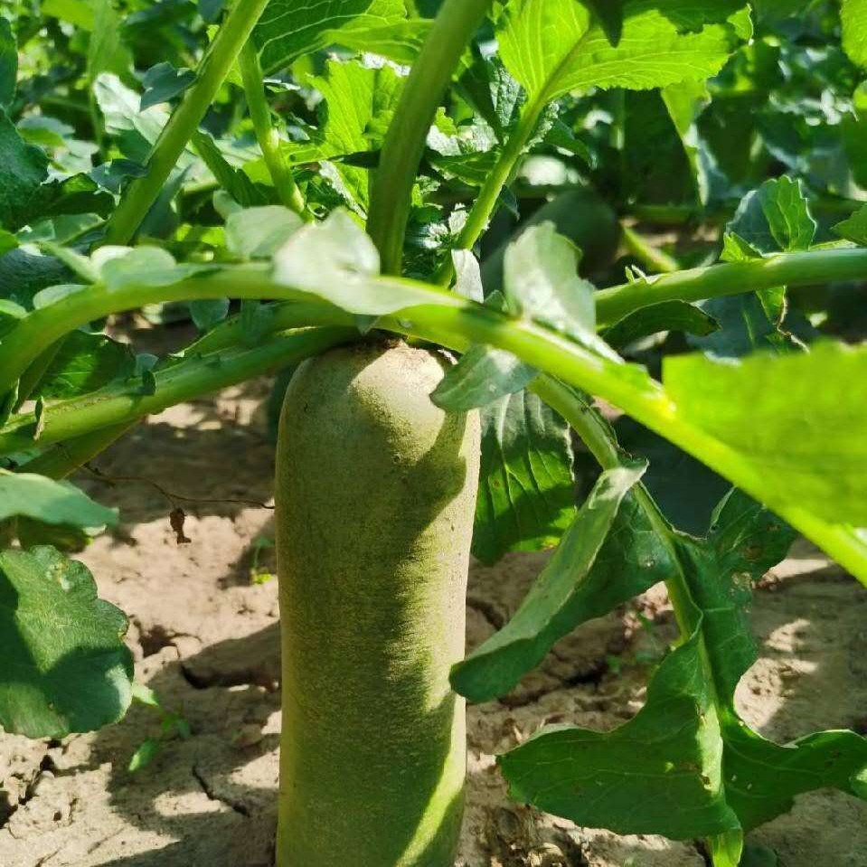 静好家自种沙窝萝卜现拔现发爽口脆甜全国不包冻