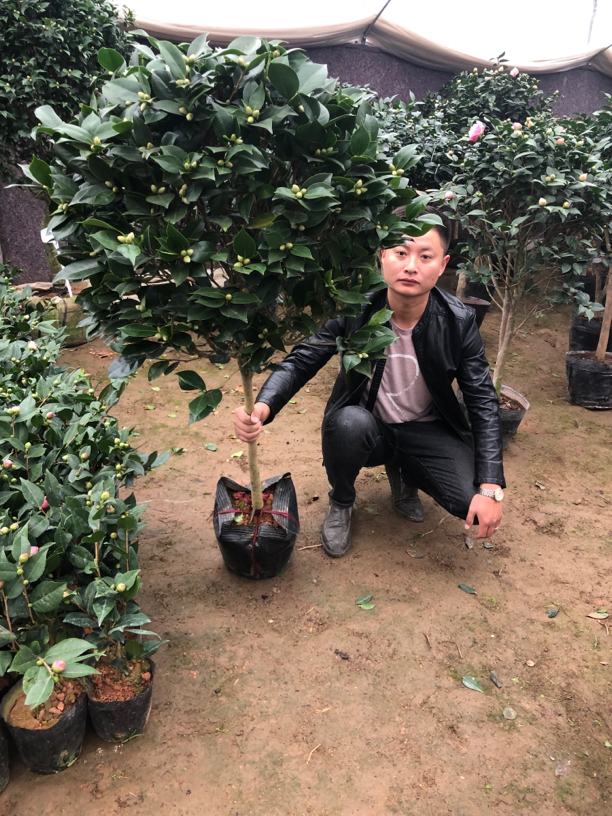 红色赤丹茶花 独杆棒棒糖树形 喜庆中国红 好养护 庭院别墅首选