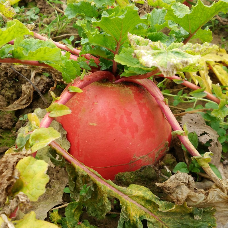 红萝卜 红皮白肉 湖北特产农家自种新鲜蔬菜 沙地红皮萝卜 5斤
