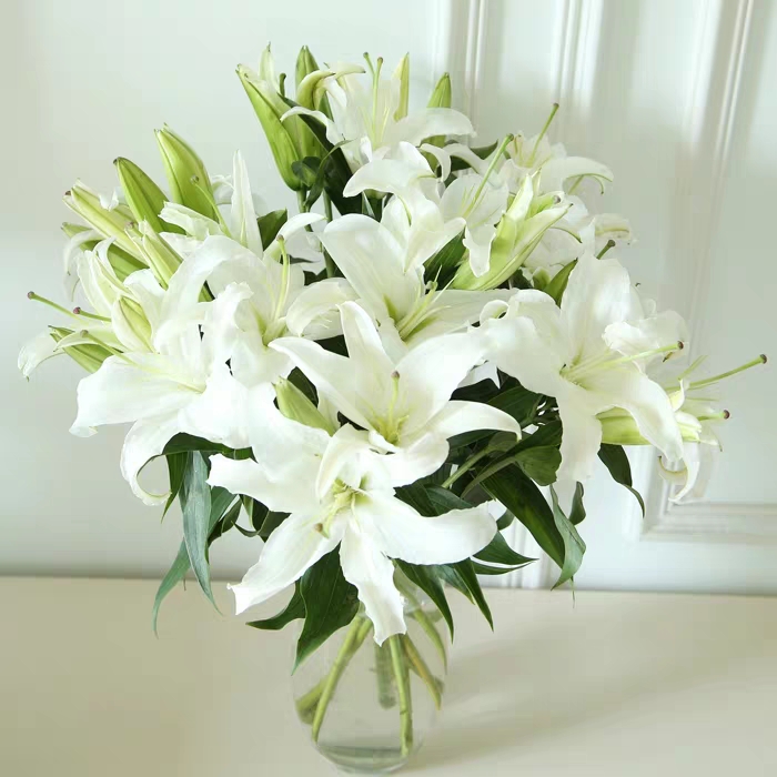 【斯丞百合】白色香水百合花（两个花苞冻伤不售后）