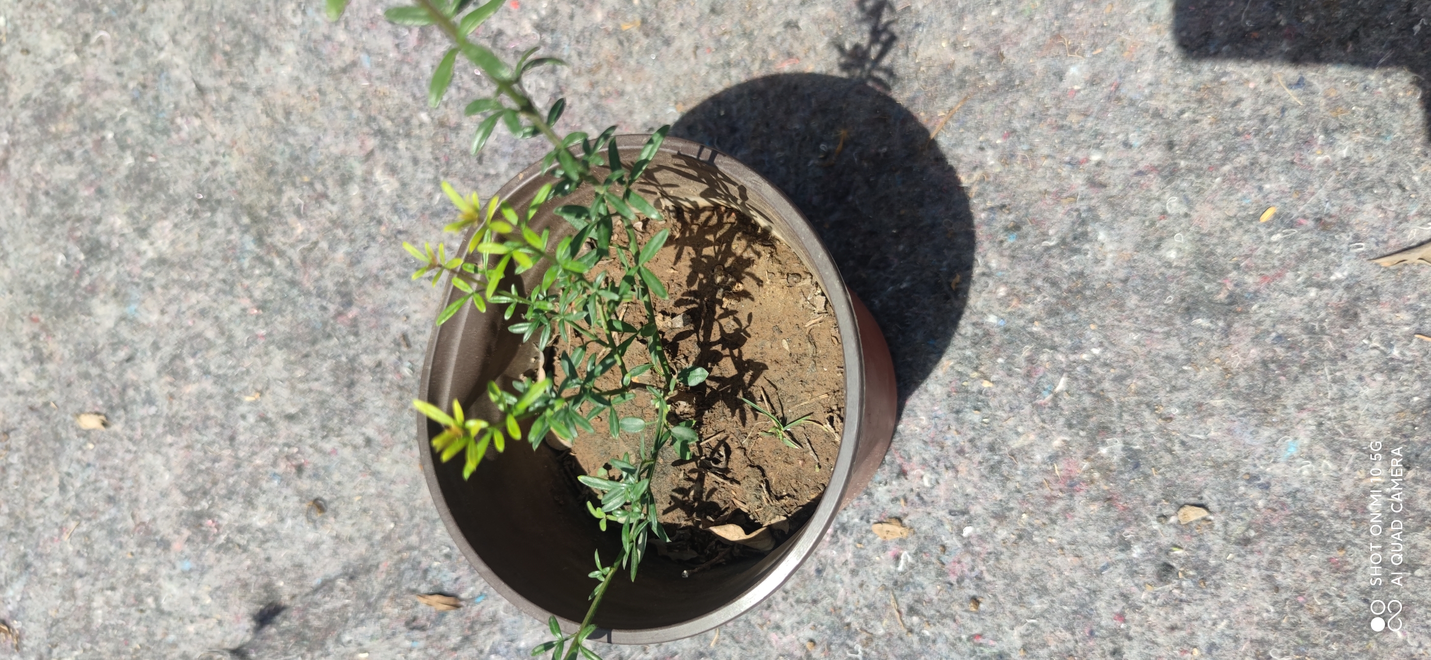 迎春花小苗是做盆景的素材
