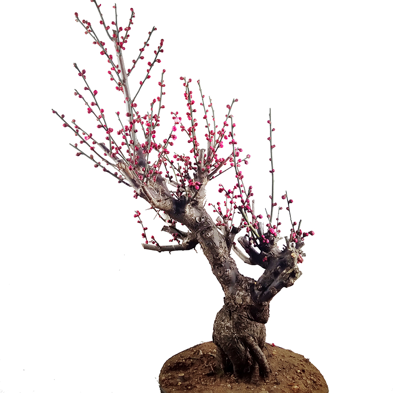 梅花100-300，当年开花