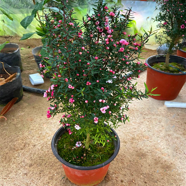 松红梅盆栽木本花卉耐寒耐热四季好养满树带花苞发货