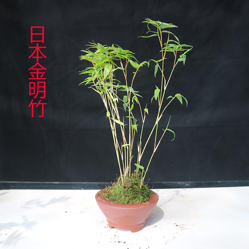 金明竹室内观赏小微型精品竹丛生观叶竹子盆栽书房茶室办公室