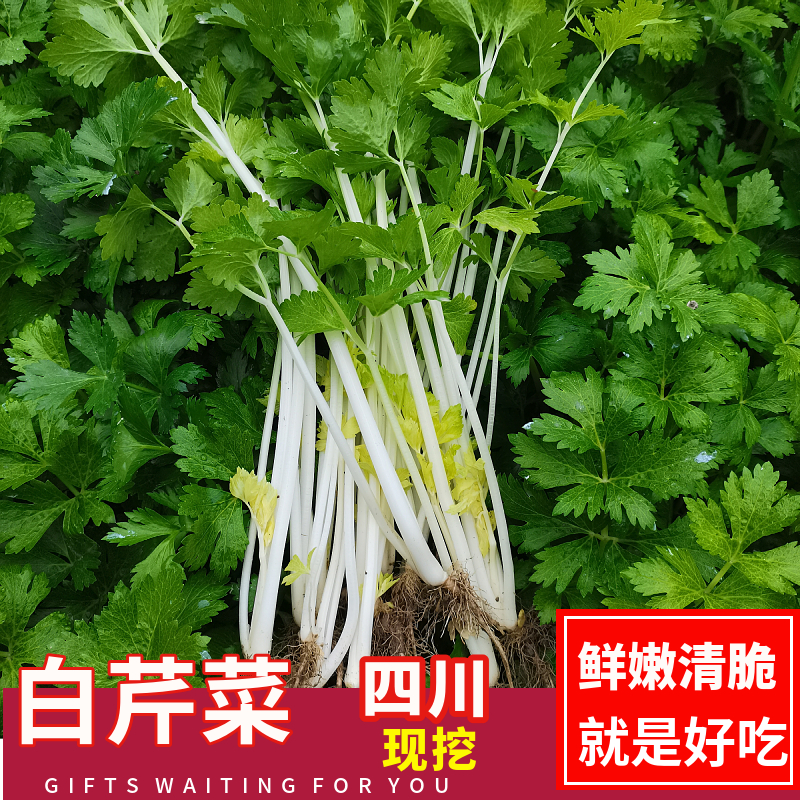 【四川白芹菜  顺丰包邮】现挖农家自种芹菜当季清香白芹菜1/3/5斤