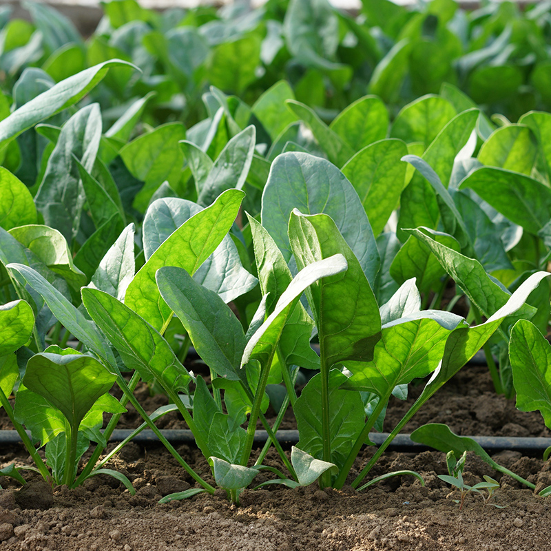 掌中宝肉菠菜种子秋冬菠菜种高产蔬菜孑