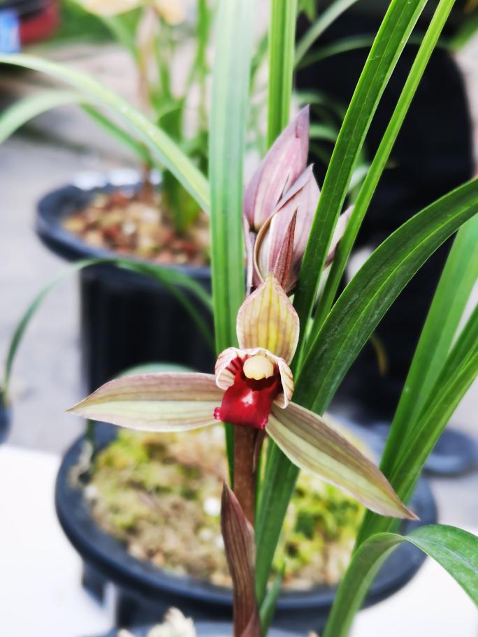 春剑柳枫红素精品兰花