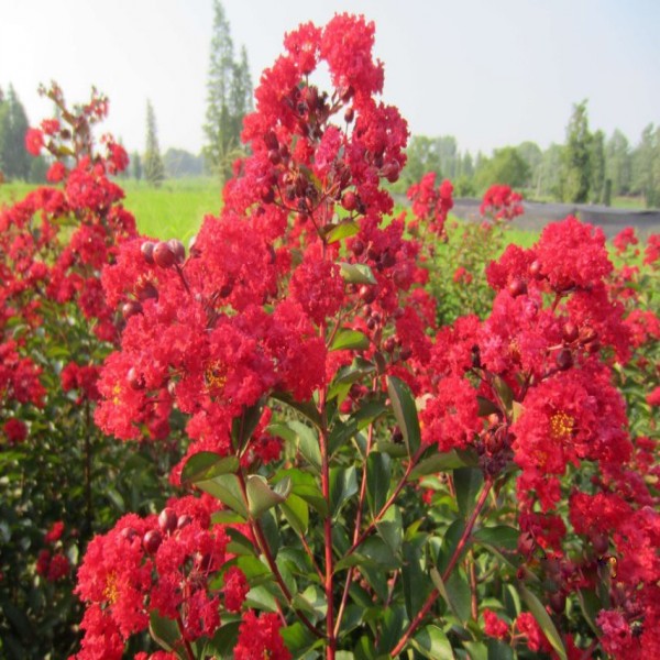 红火箭紫薇树苗天鹅绒紫薇庭院绿化风景树 百日红花紫薇花期超长