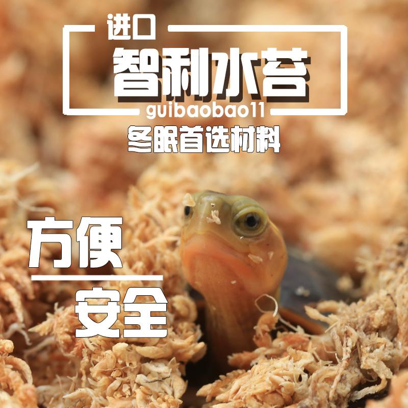 龟宝宝宠物龟冬眠用智利七星级水苔去杂质