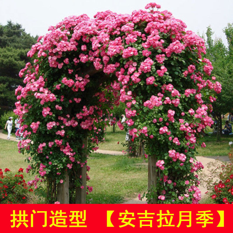 安吉拉四季开花藤本月季花苗爬藤植物庭院大花阳台花卉