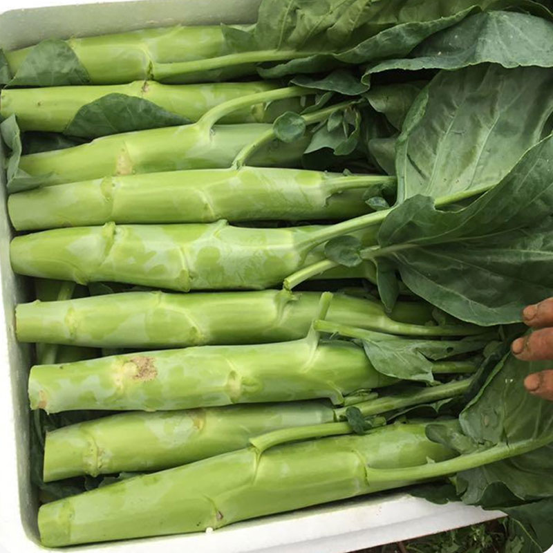特色鸡腿甜脆芥兰粗条芥兰种子好种植易成活