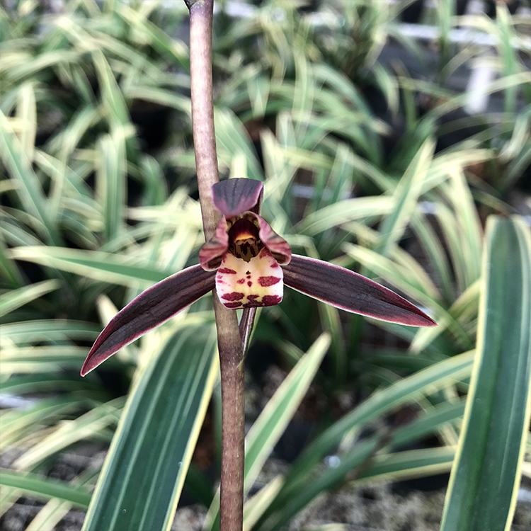 兰花苗墨兰金边线艺铭品日向浓香型