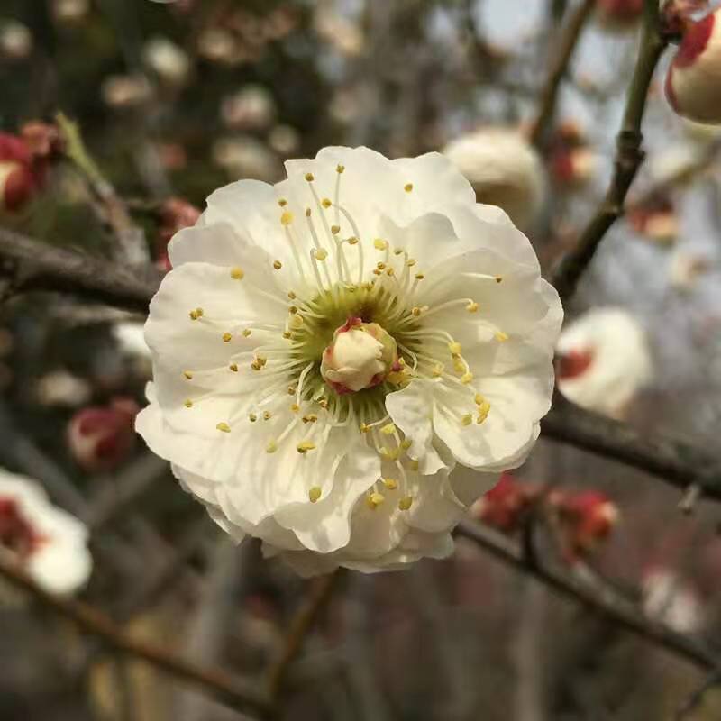 梅花耐寒品种梅 盆景素材