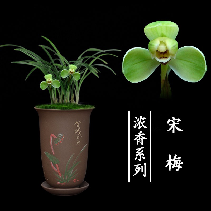 兰花盆栽植物室内四季春兰浓香无花苞好养客厅宋梅名贵兰花苗