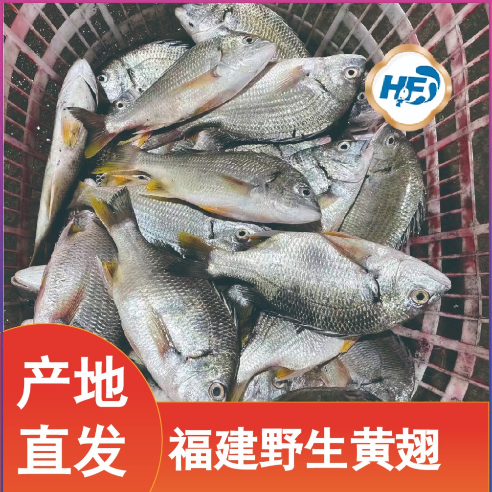 福建海鲜 野生黄翅 1500克 2500克 寄顺丰