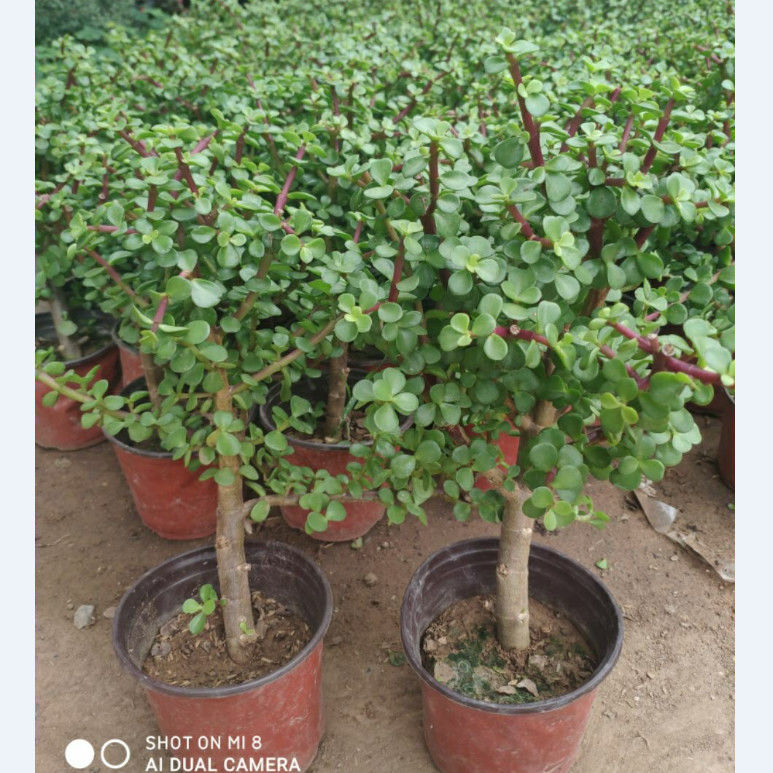 金枝玉叶盆栽独杆