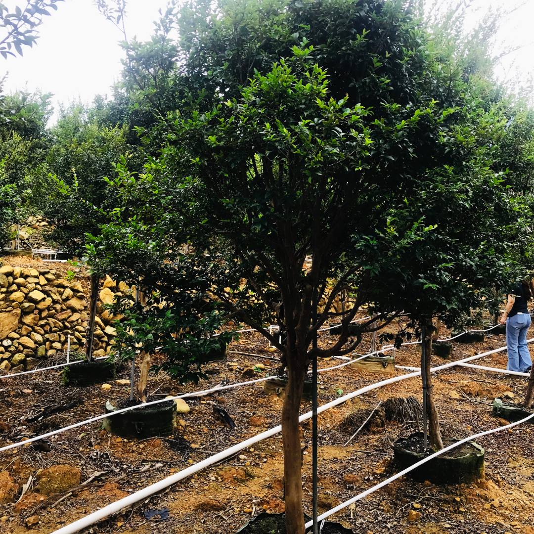 单杆十八年沙巴嘉宝果树苗台湾树葡萄树苗绿植花园庭院观赏盆栽