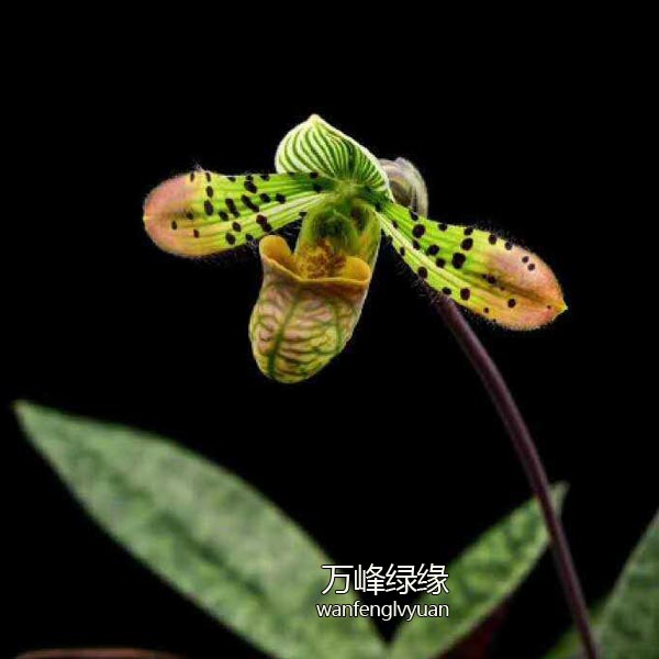 【秀丽/龟壳兜兰】带花苞兰花原生种室内花卉绿植盆栽易养好活