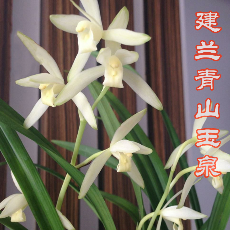 建兰青山玉泉  兰草室内花卉 春季开花