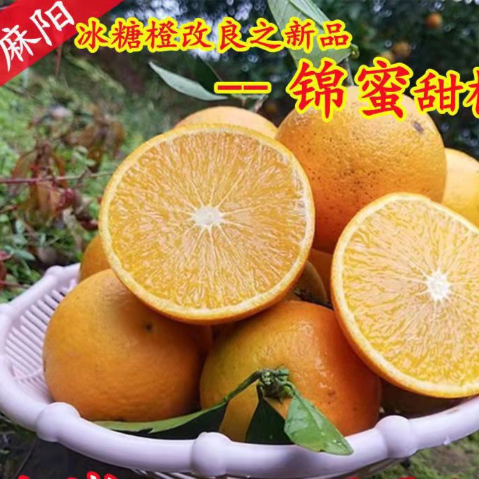 麻阳冰糖橙现摘包邮