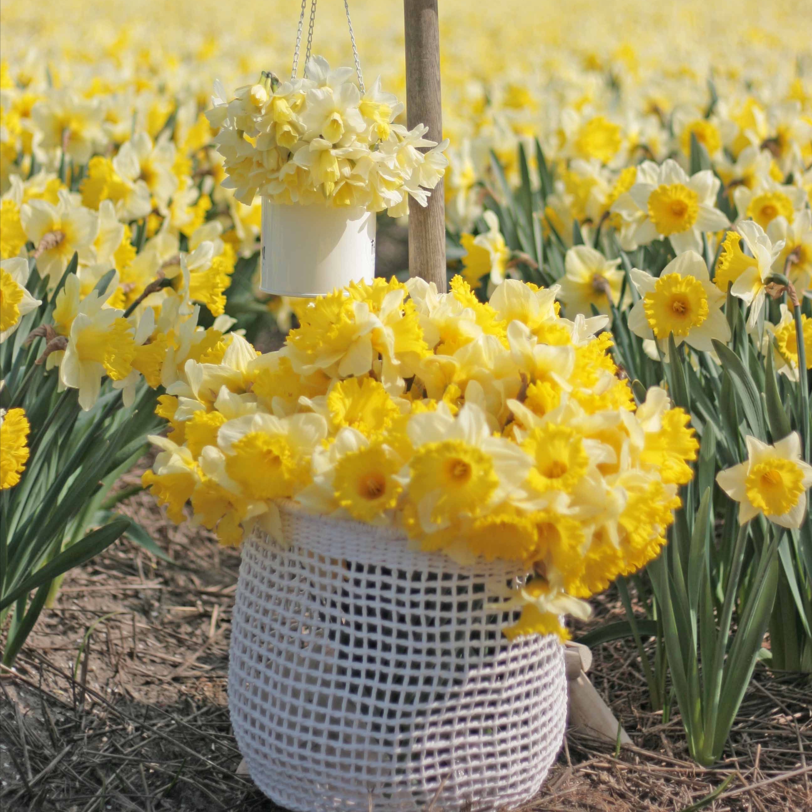 七里花乡进口洋水仙种球  春季重瓣大花多年生栽培黄色白色现货