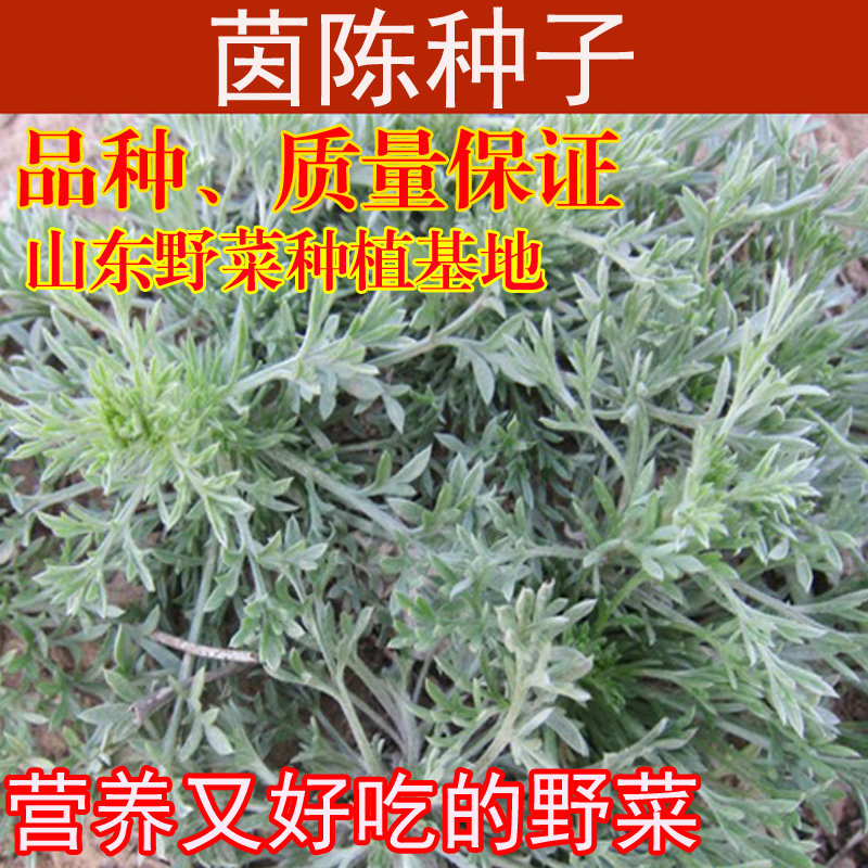 山东茵陈种子白蒿种籽阳台盆栽庭院大田种植野菜春播秋播多年生