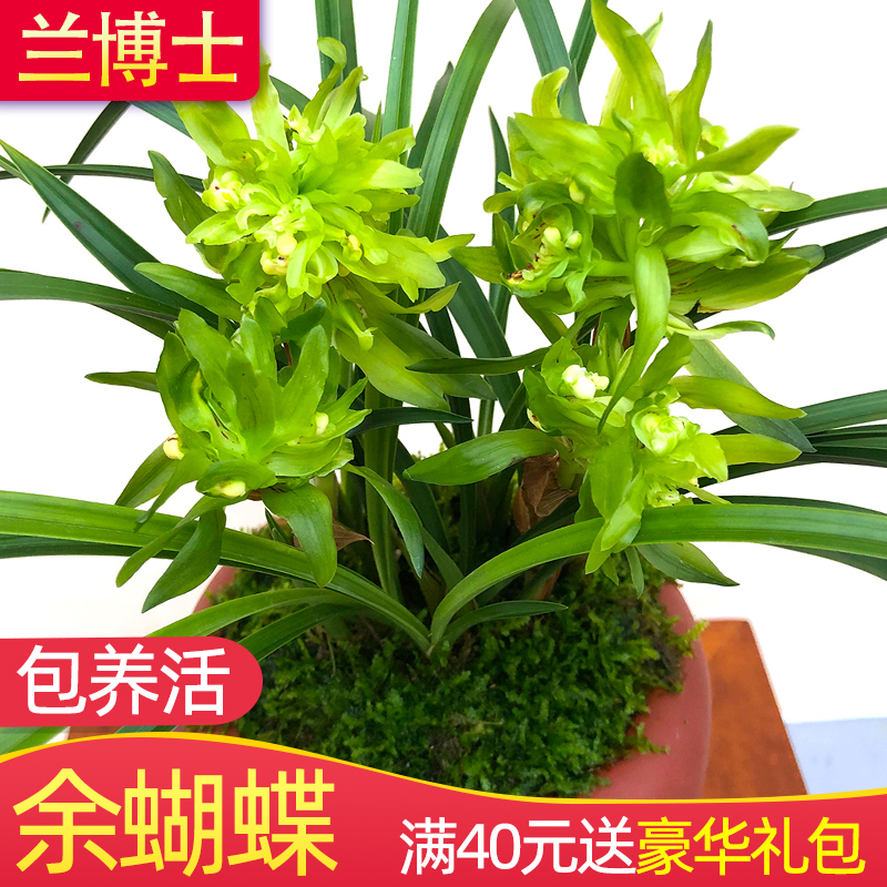 兰花苗【余蝴蝶】老种春兰名贵兰花盆栽植物桌面阳台花卉