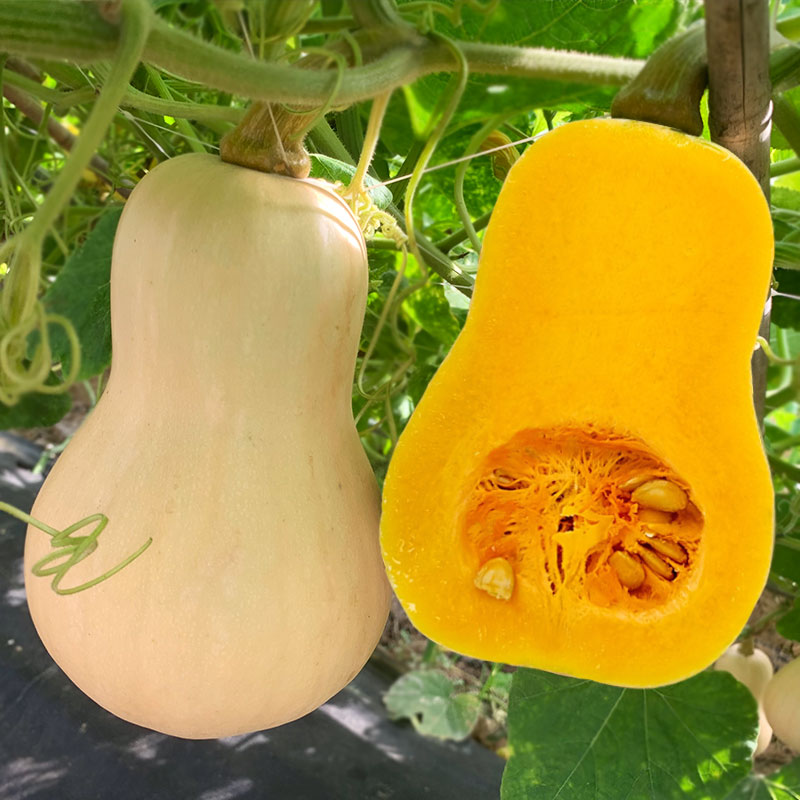 奶油南瓜种子甜糯板栗风味庭院蔬菜高产蜜本南瓜籽