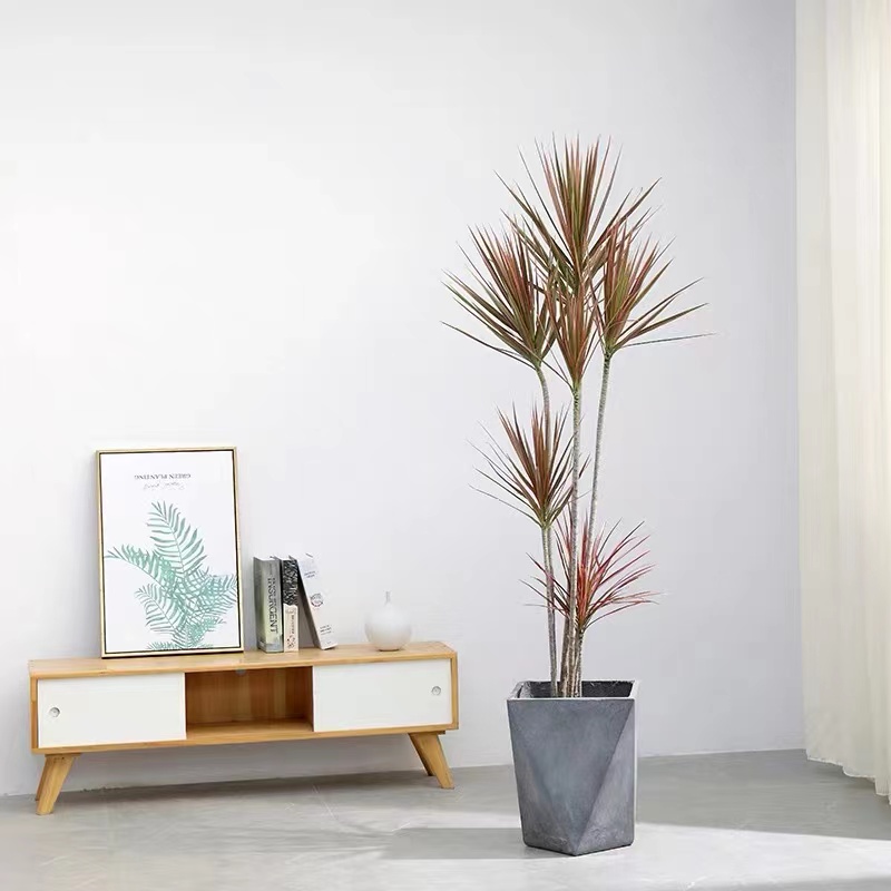 千年木桩 网红绿植。直播间一物一拍  后台下单商家挑选发货夏季