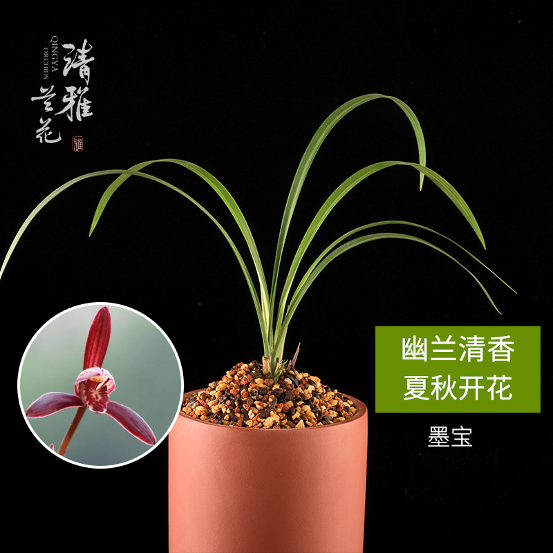 清雅兰花高档铭品四季兰建兰墨宝  1-2苗