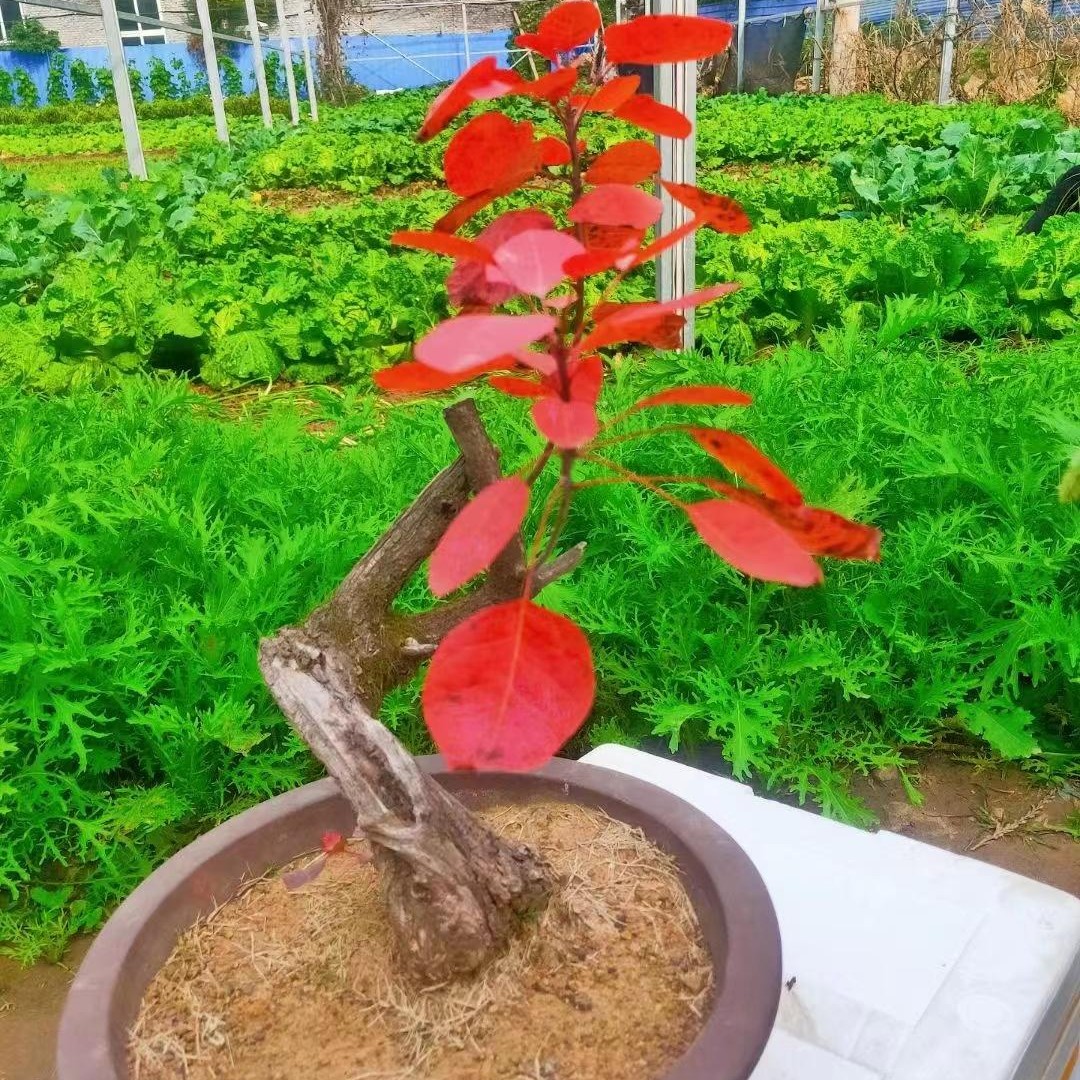 黄卢、棠梨、爱心果、花皮榆盆景