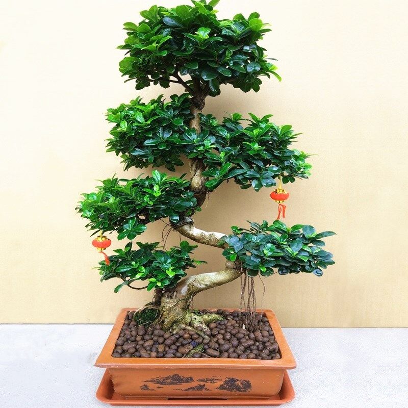 金钱榕树老桩盆景四季常青S造型树室内观叶植物小叶榕盆栽