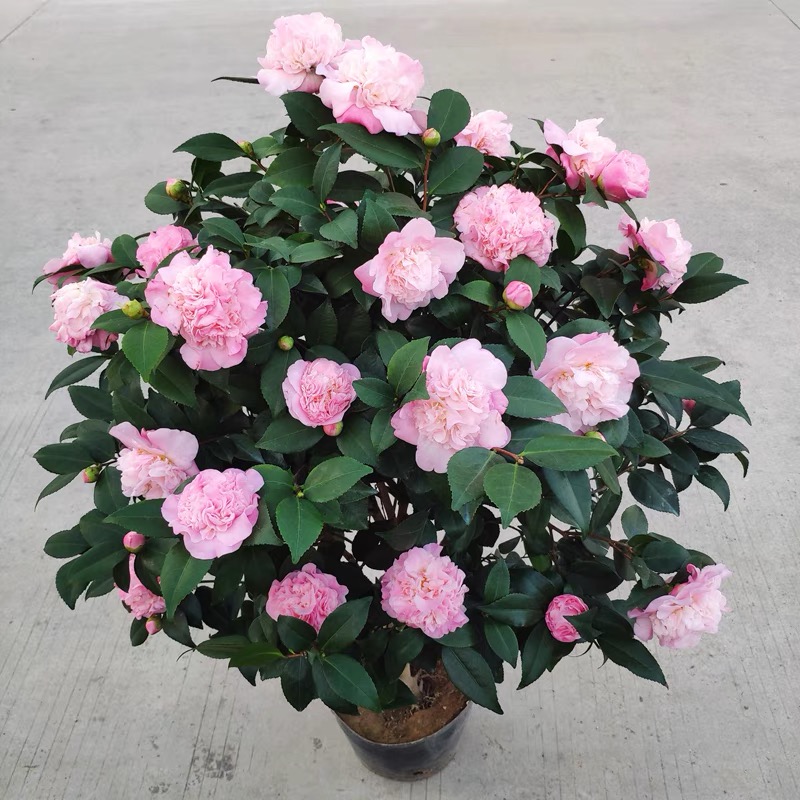 香妃山茶花 粉色大花浓香 庭院阳台花卉满头花苞原盆原土发货好养
