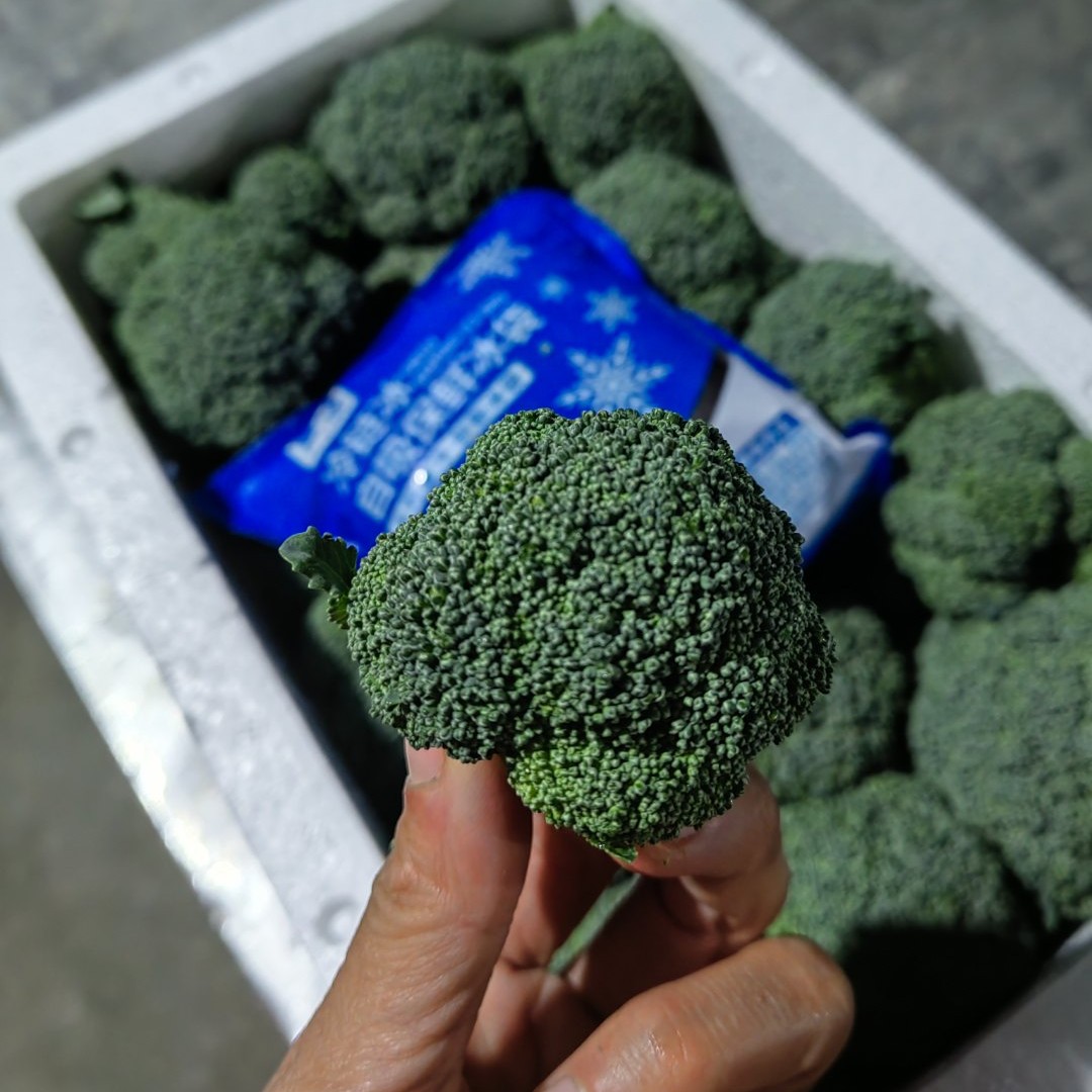 绿色食品【顺丰包邮】新鲜小西兰花青花菜小花朵花椰菜时令蔬菜