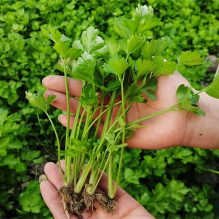 四季小香芹种子耐寒耐热阳台室内庭院盆栽食用蔬菜