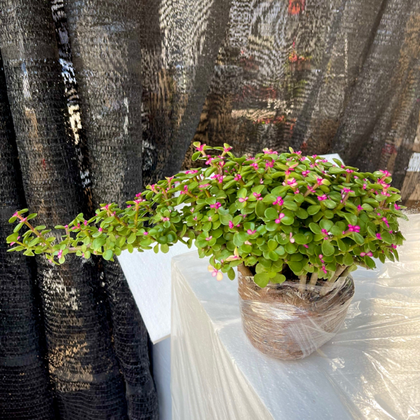 悬崖造型金枝玉叶植物盆栽粉色叶子老桩多肉植物