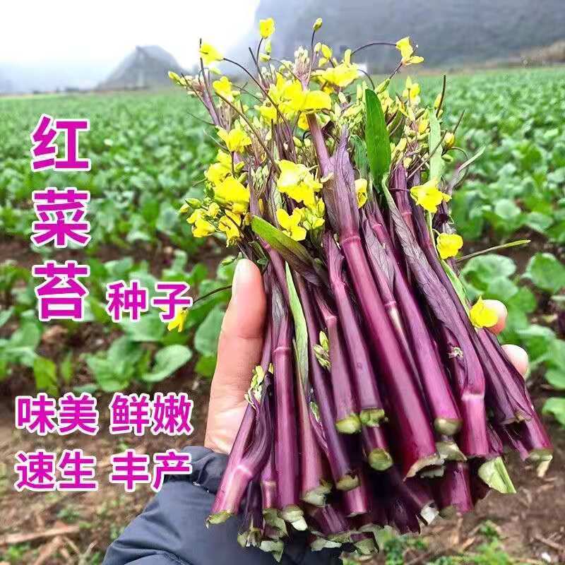 红菜苔种子种籽春季蔬菜蔬菜子秋季秋冬菜籽菜种四季菜心耐热盆栽