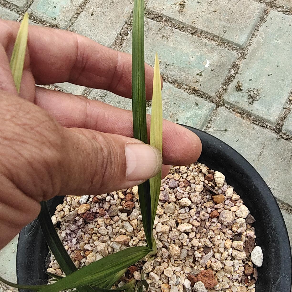 蕙兰散斑草兰草花兰花。三苗，先明后暗艺，新苗艺明显，