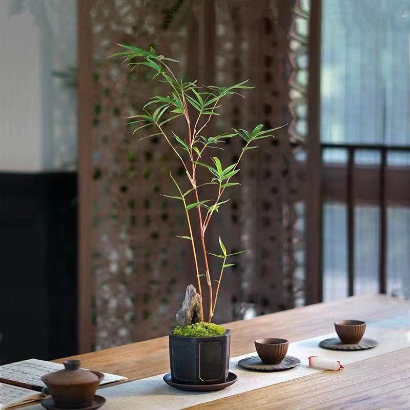 红观音竹红竹桌面绿植阳台盆景书房小盆栽茶桌阳台室内庭院装饰
