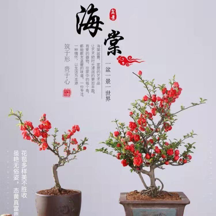 长寿冠海棠花盆栽树苗盆景重瓣老桩庭院绿植物室内花卉四季开花