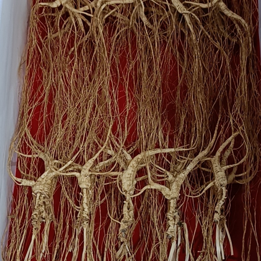 林下籽（干品）500g
