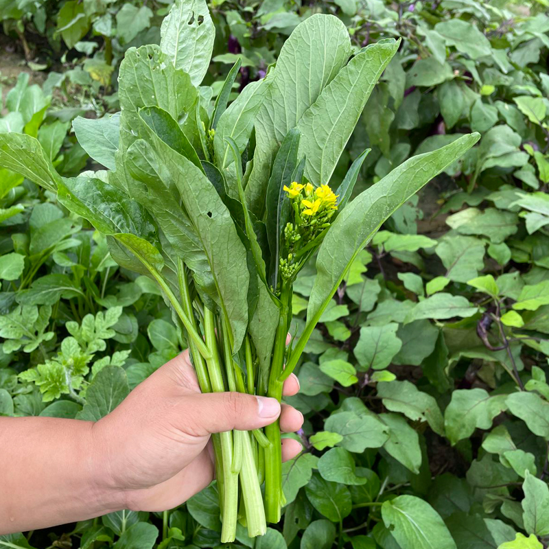 四九菜心种子种籽红菜苔苗孑广东秋冬季菜种白甜菜心苔菜四季蔬菜