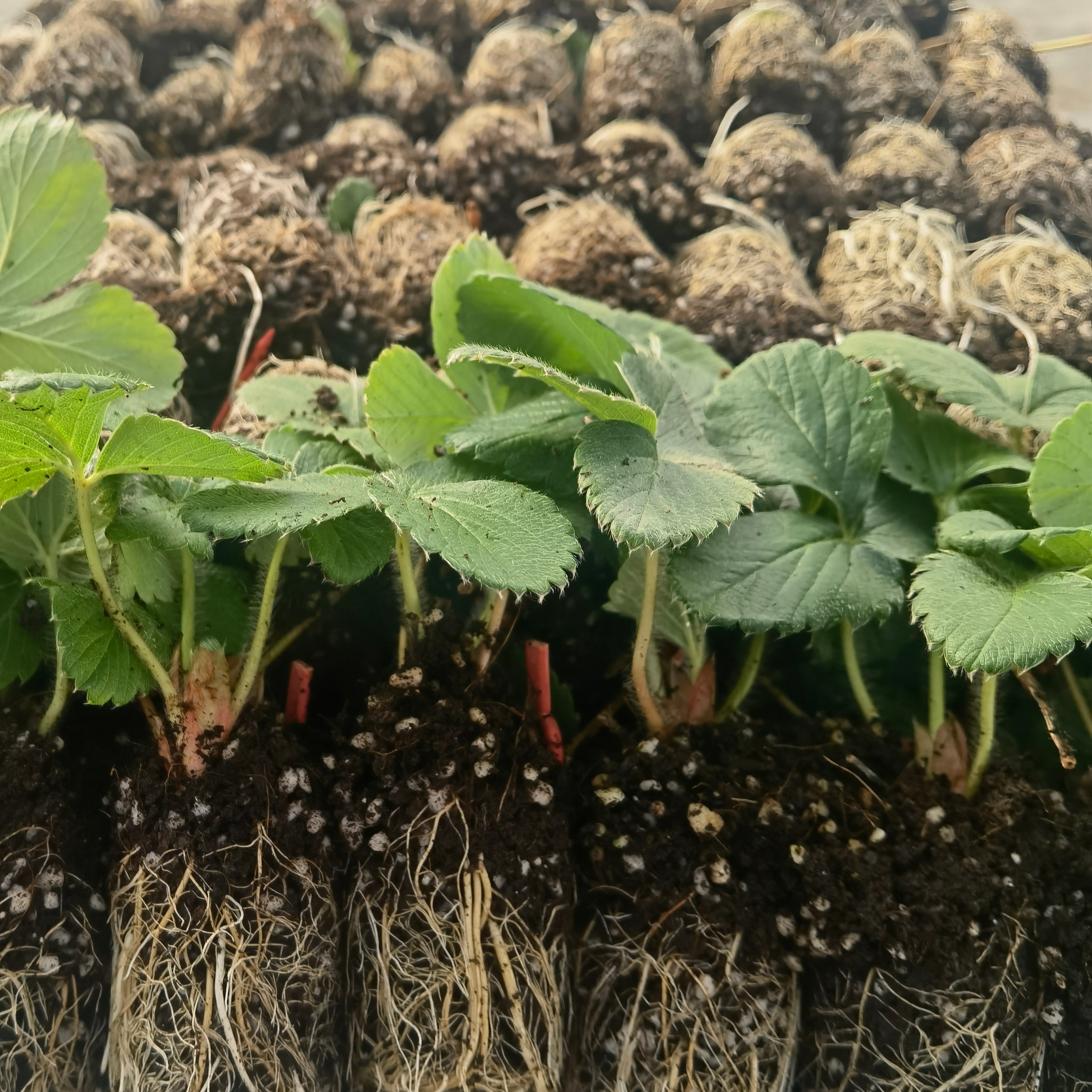 草莓盘苗家庭装（送技术）