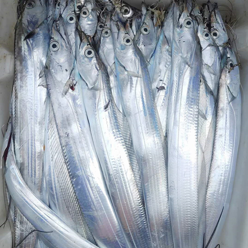 新鲜海钓带鱼深海刀鱼冷链发货