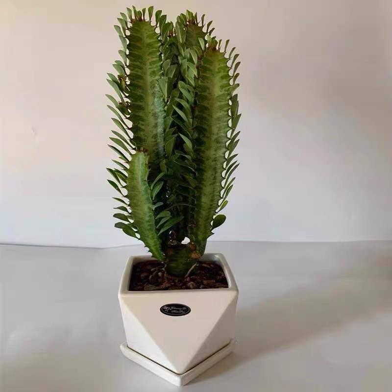 青龙骨紫龙骨仙人掌多肉植物高级感绿植绿植盆栽室内。